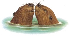 Бобры, трущиеся носами